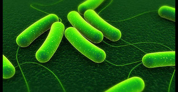 Petrol-Like Biofuel Produced From Bacteria