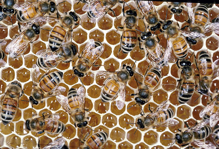 Discovering How A Honeycomb Is Made