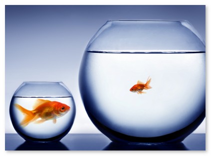 Mechanisms to Breed Innovation in Big Companies