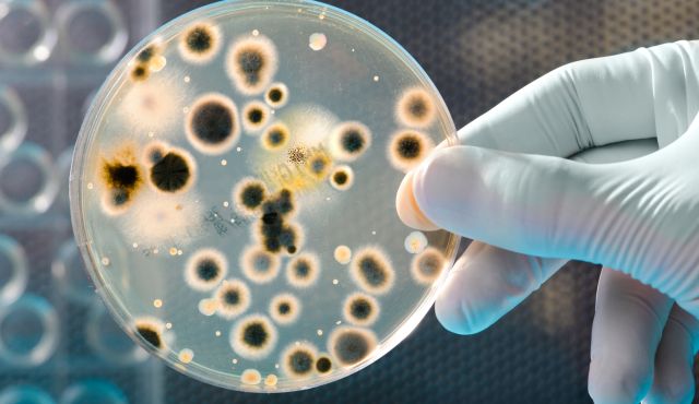 How Some Bacteria Become Persistent To Treatment