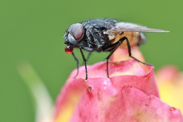 Genetically Modified Insects for Better Harvest