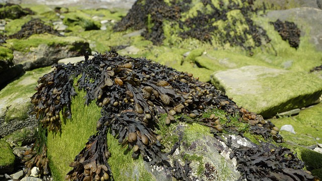 Algae as Fuel Alternative
