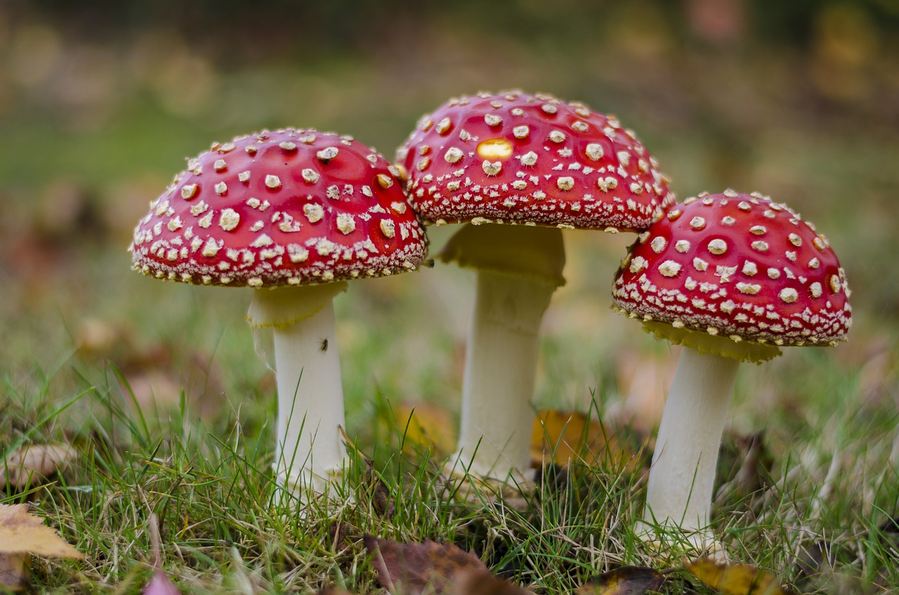 Myceliation: An Alternative Approach to Naturally Solving Taste Defects