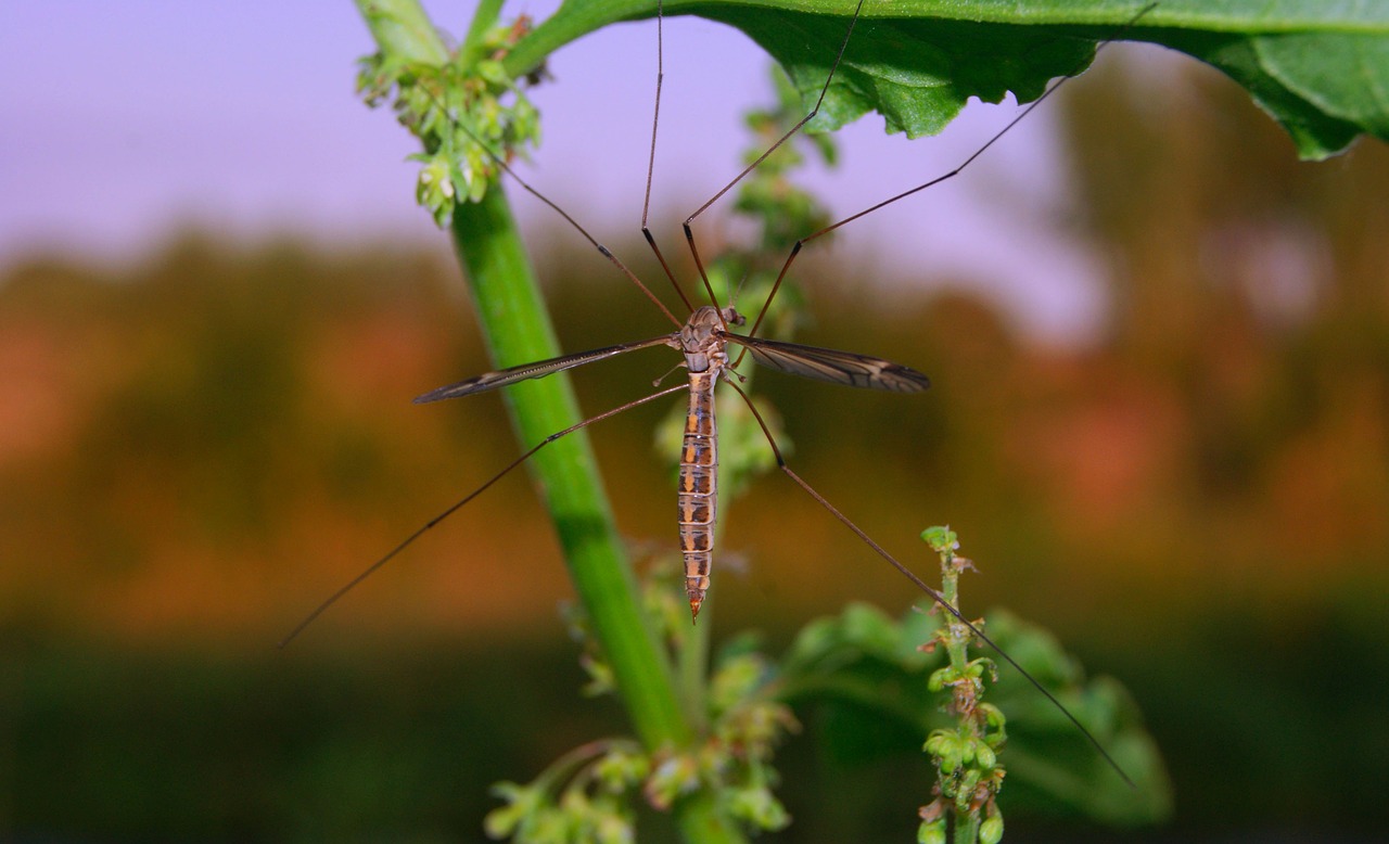 Fly like a Mosquito: How Mosquitoes May Inspire a New Generation of Quadcopters