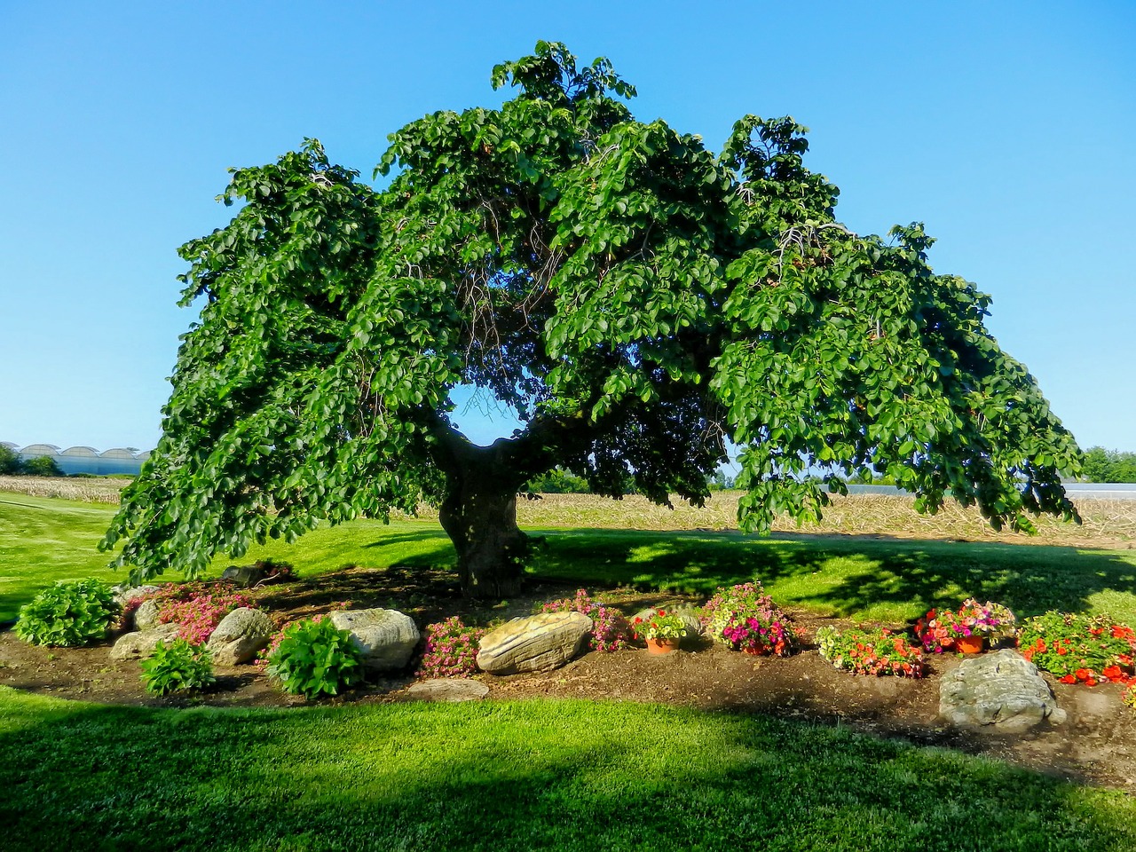 Resistant Plant Clones – Is there a Faster Method to Control Tree Disease?