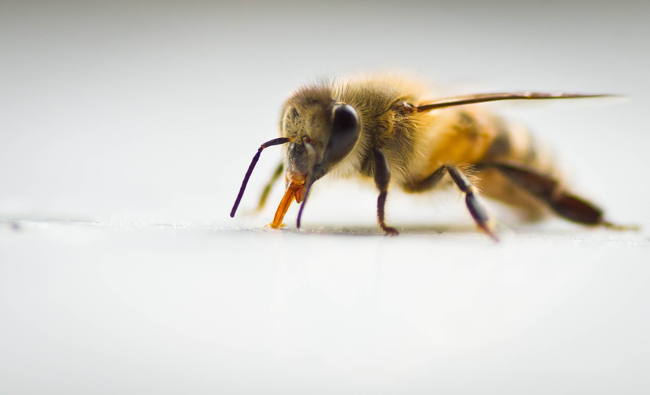 Anticancer Drugs from Bee Venom