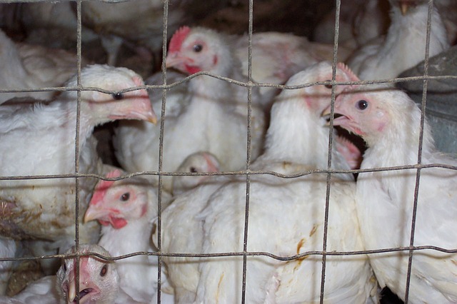 Bird Flu Prevention: Can a Nanoparticle-Based Vaccine be the Answer?