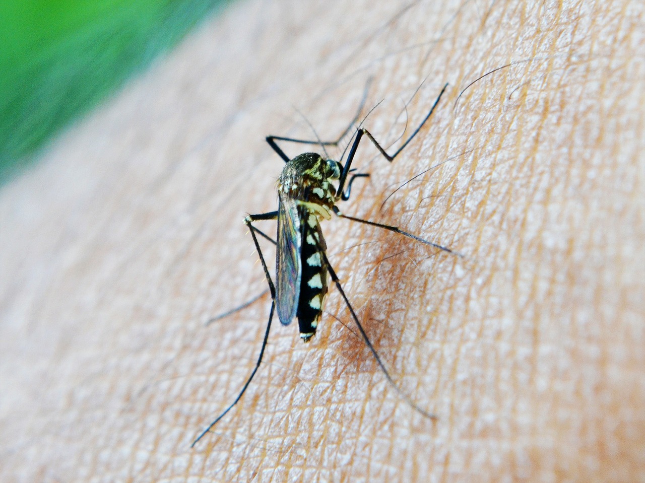 A Breakthrough Drug in the Treatment of Malaria