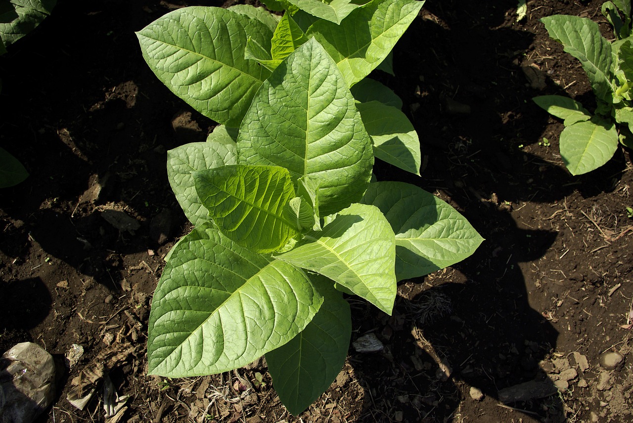 The New Herbalism: Synthetic Biology Provides Alternative Sources for Herbal Extracts