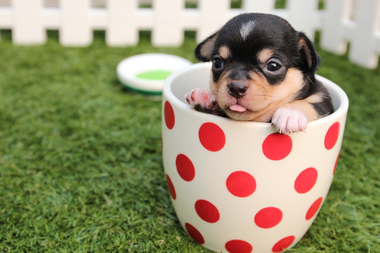 Genetically-Modified Pets: Markets, Concerns and Possible Solutions