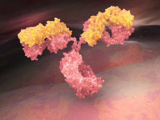 The Rise of Bispecific Antibodies in 2015