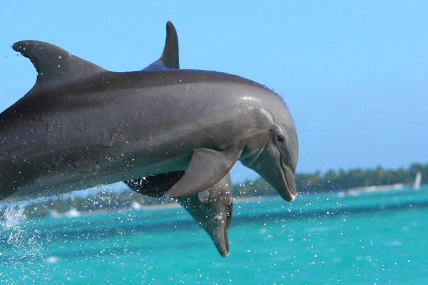 Acquiring Dolphin Superpowers via IrukaTact Sonar Gloves