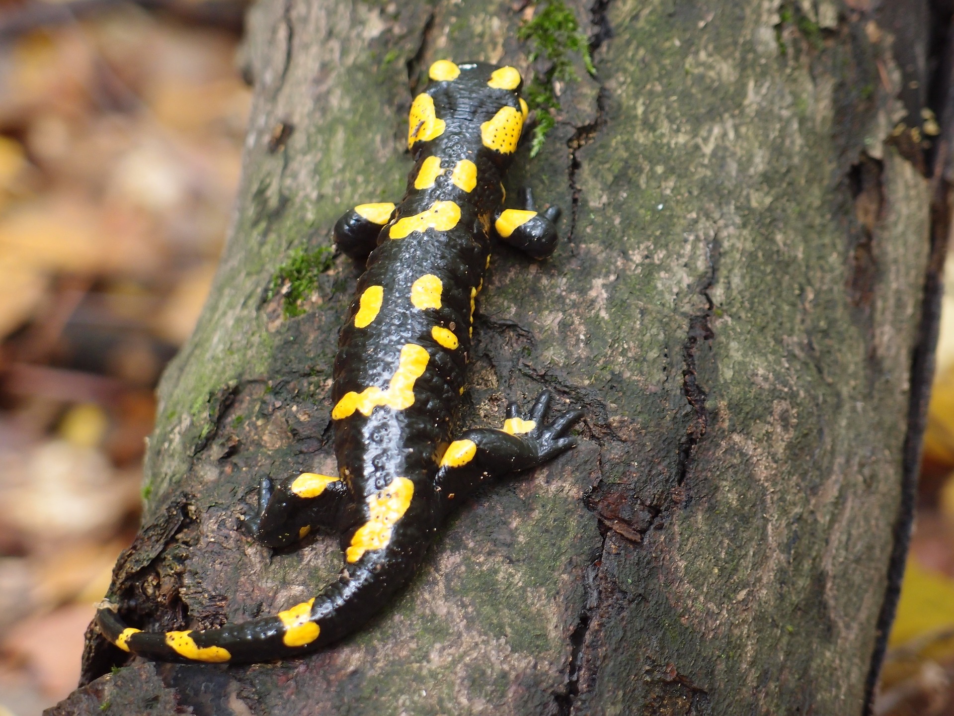 Scientists Discover Signaling Mechanism Involved in Limb Regeneration in Salamanders