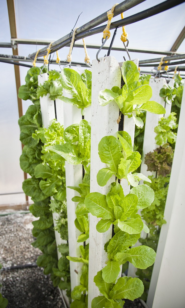 How Vertical Farms Are Disrupting Industries