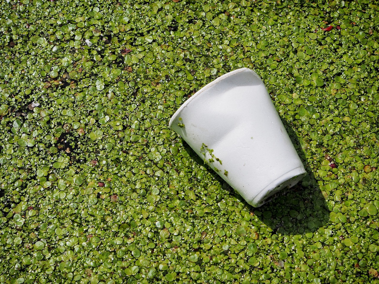 For a Greener Future: Biodegradable Packaging Materials