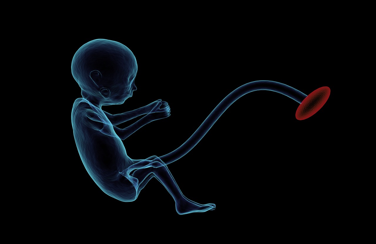 External Womb Could Save Premature Infants