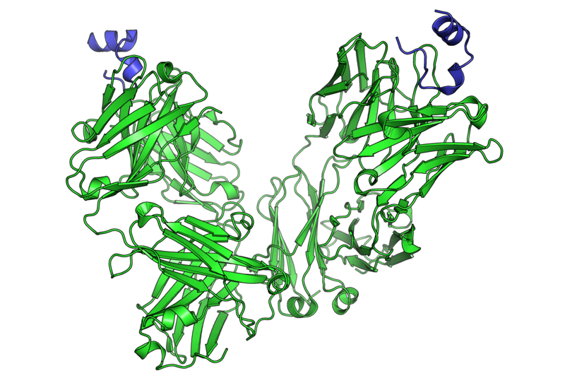 Monoclonal Antibodies for Cancer Treatment