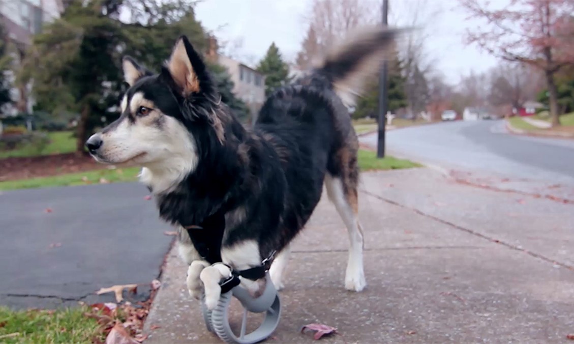 How 3D printing is revolutionizing veterinary medicine