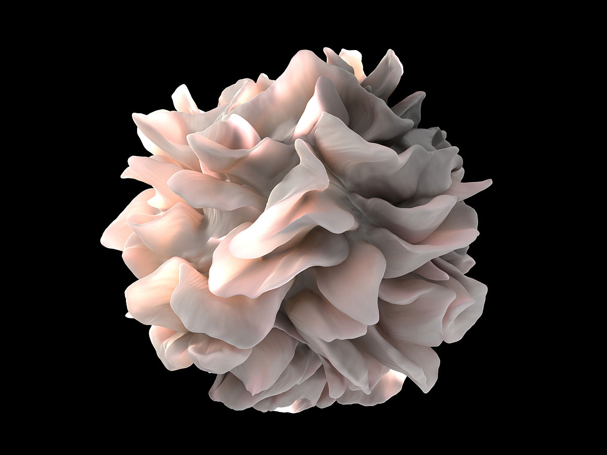 How activated dendritic cells can boost the immune system and fight diseases
