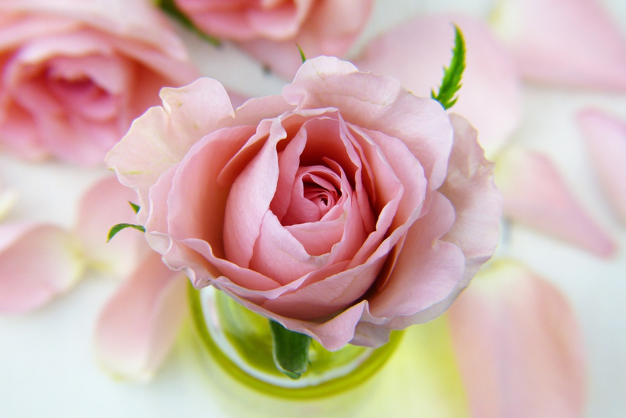 Are plant stem cell-based technologies the future of anti-aging skincare?