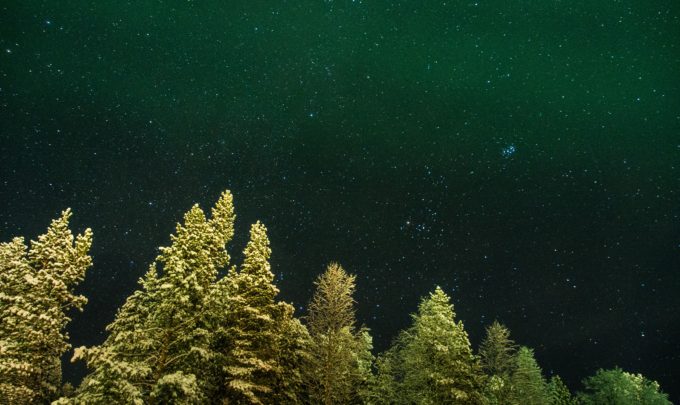 Could glowing trees be the future of street lighting?