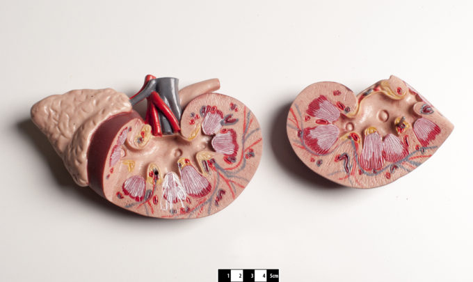 The current state of kidney health: Are the latest advances able to improve it?