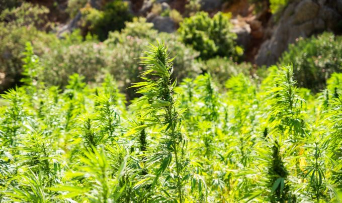 Hemp: An old crop finding new applications as an eco-friendly alternative