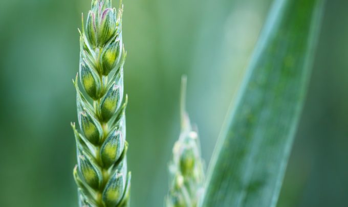 What are the health advantages of plant-based proteins versus animal-based proteins?