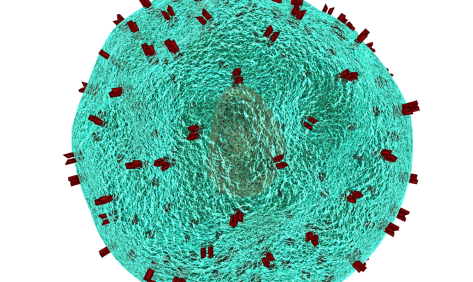 Autoimmune Disease Perspectives