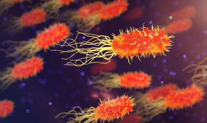 Bacteria