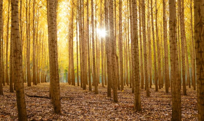 These companies are revolutionizing the applications of nanocellulose across industries