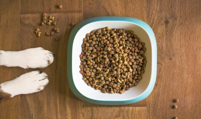 Beyond kibble: Meat alternatives for pets