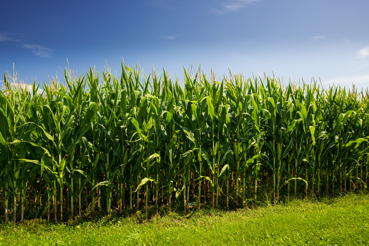 US biofuel regulations: What to know now to get ahead in the energy ...