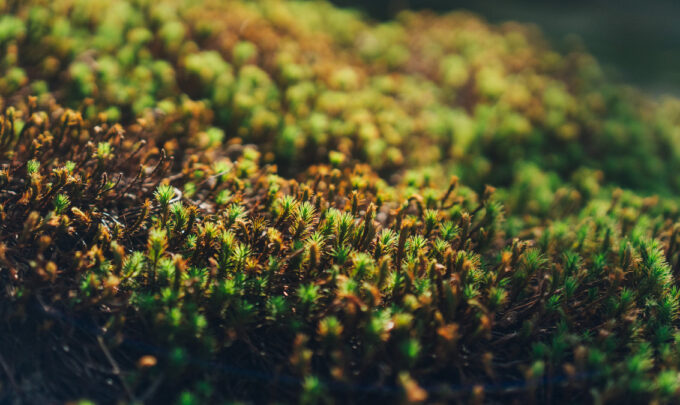 Deep dive with an expert: Algae’s role in the seafood saga