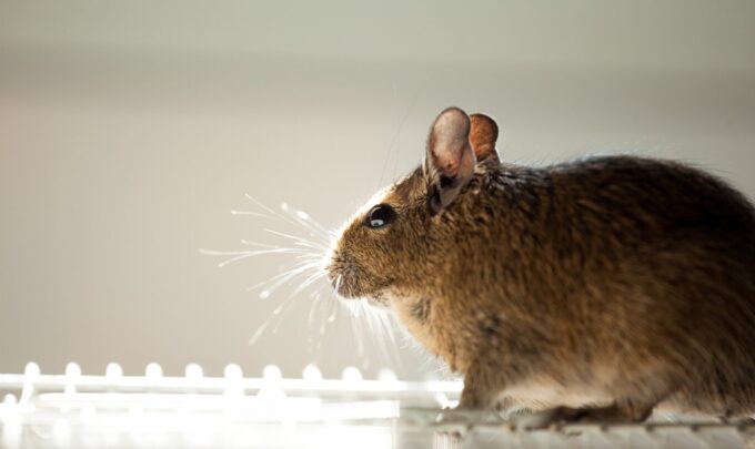 Landscape of rodent GEM generation cores at US research institutions