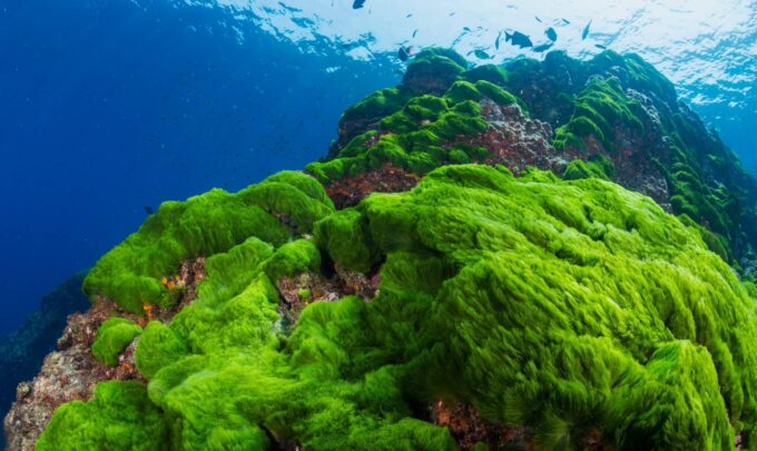The rise of algae: What will the future of sustainable seafood look like?