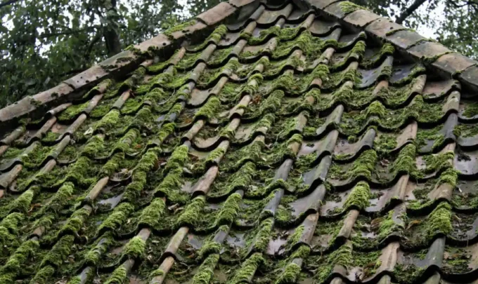 Identifying subject matter experts in moss and algae growth prevention
