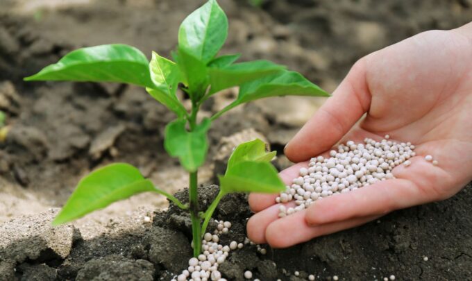 Biological nitrogen fixation: Can we produce more food with less fertilizers?